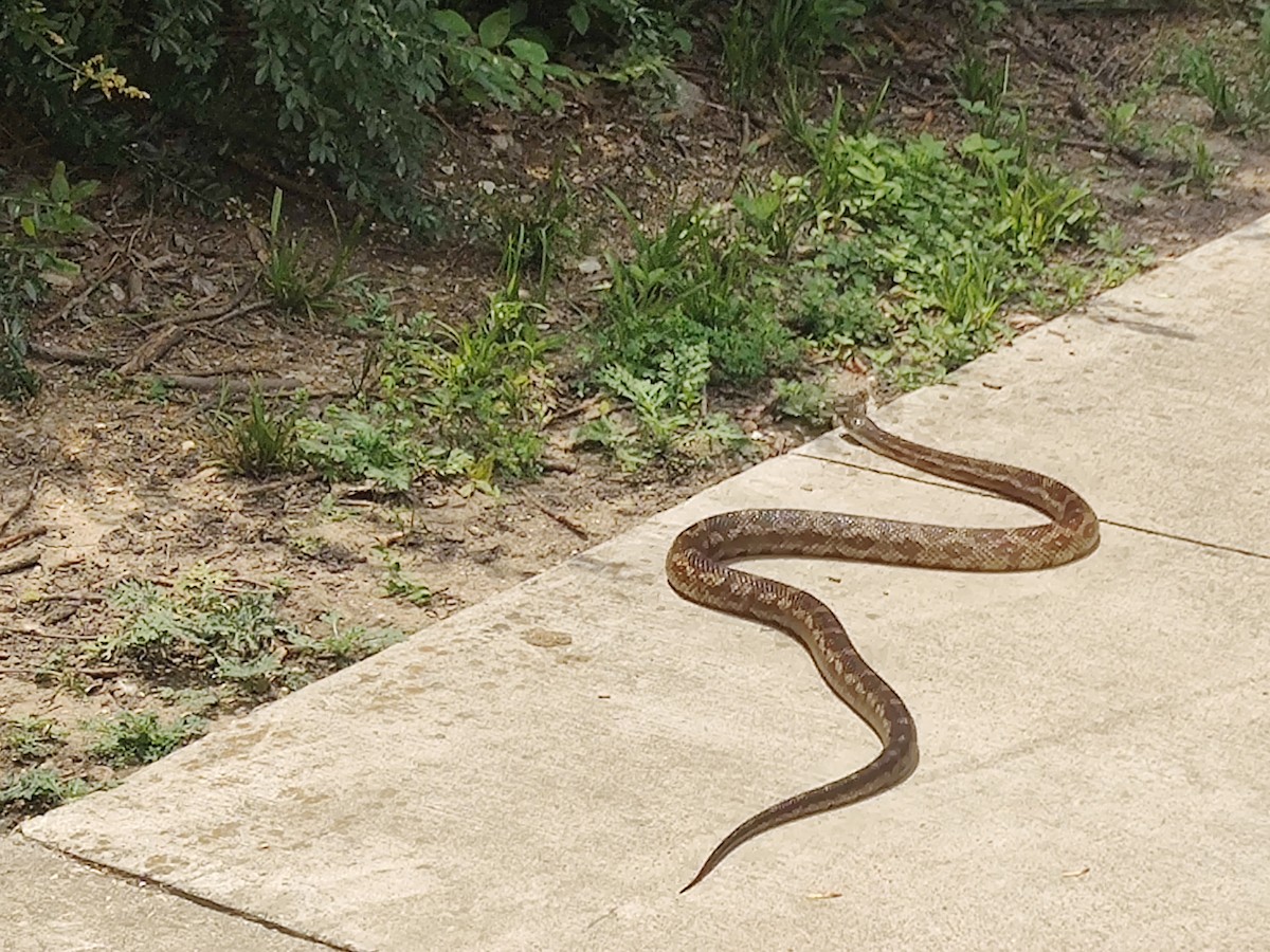 Western Ratsnake - ML636919453