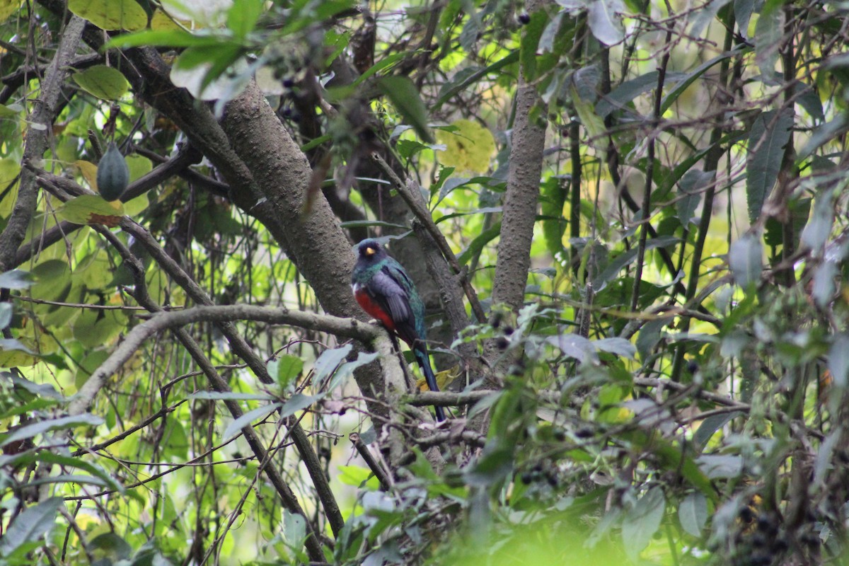Mountain Trogon - ML636919479