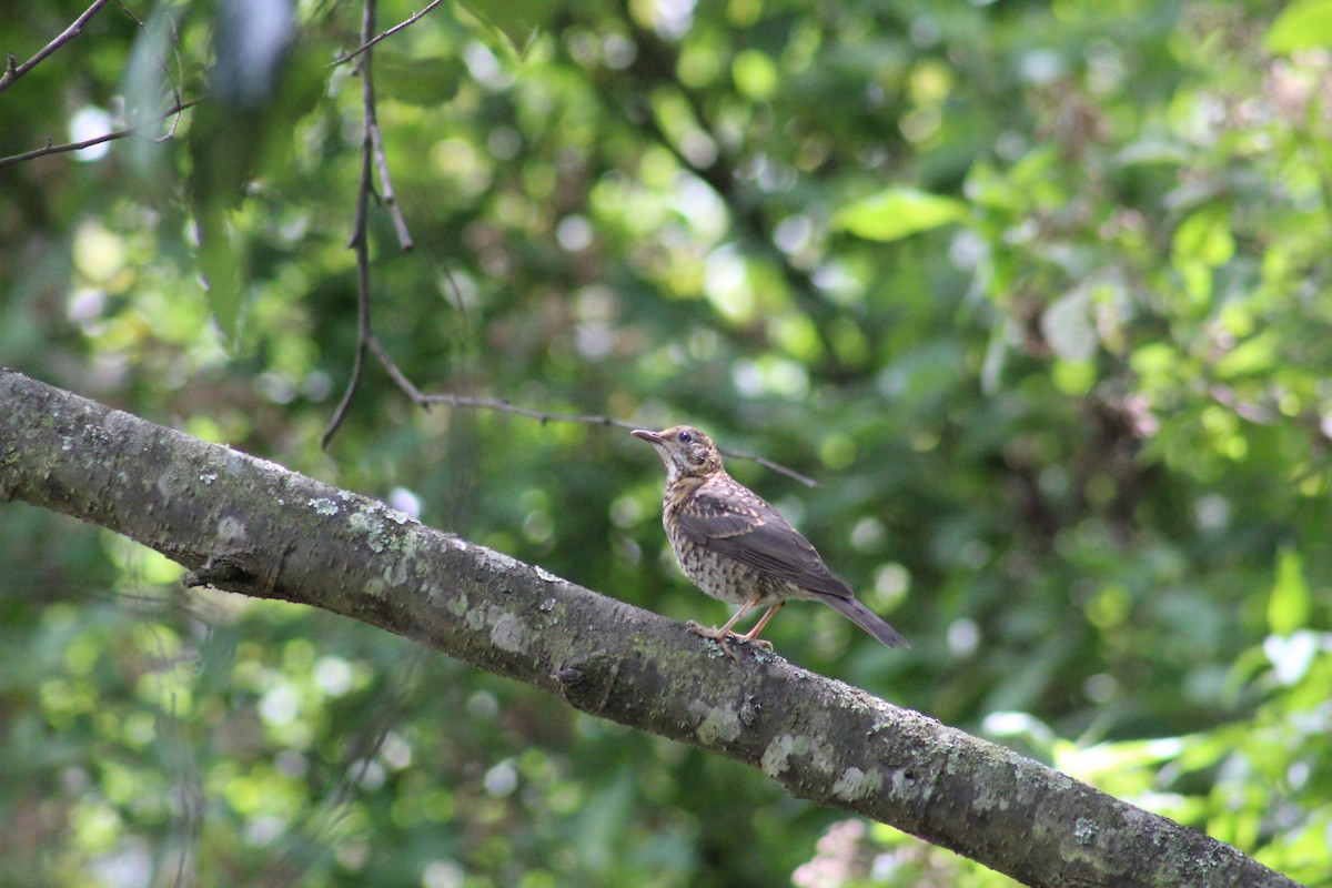 Rufous-collared Robin - ML636919593