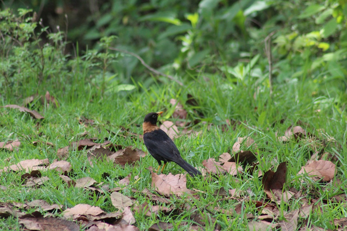 Rufous-collared Robin - ML636919594
