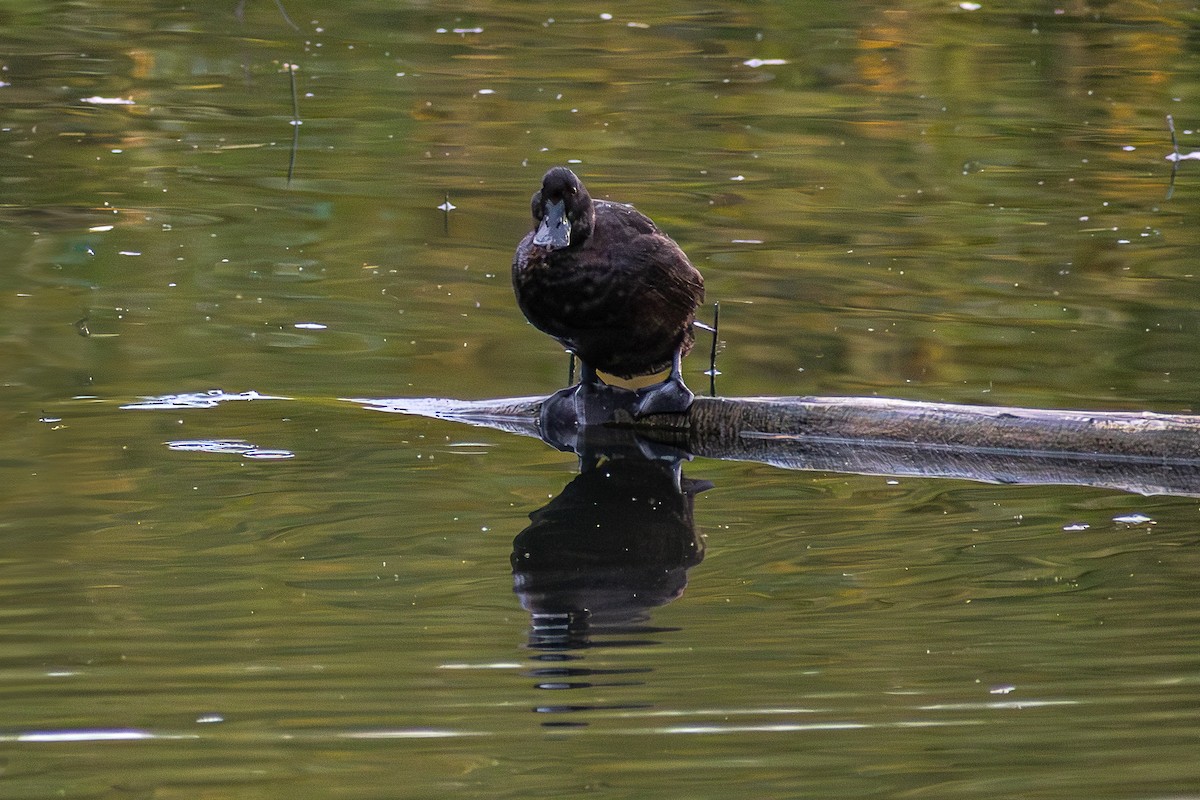 Andean Duck - ML636919686