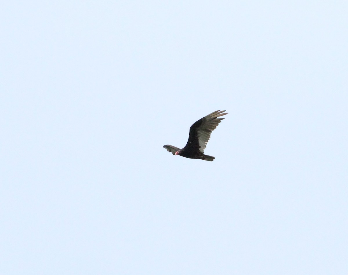 Turkey Vulture - ML636919691