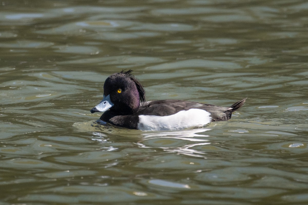 鳳頭潛鴨 - ML636919714