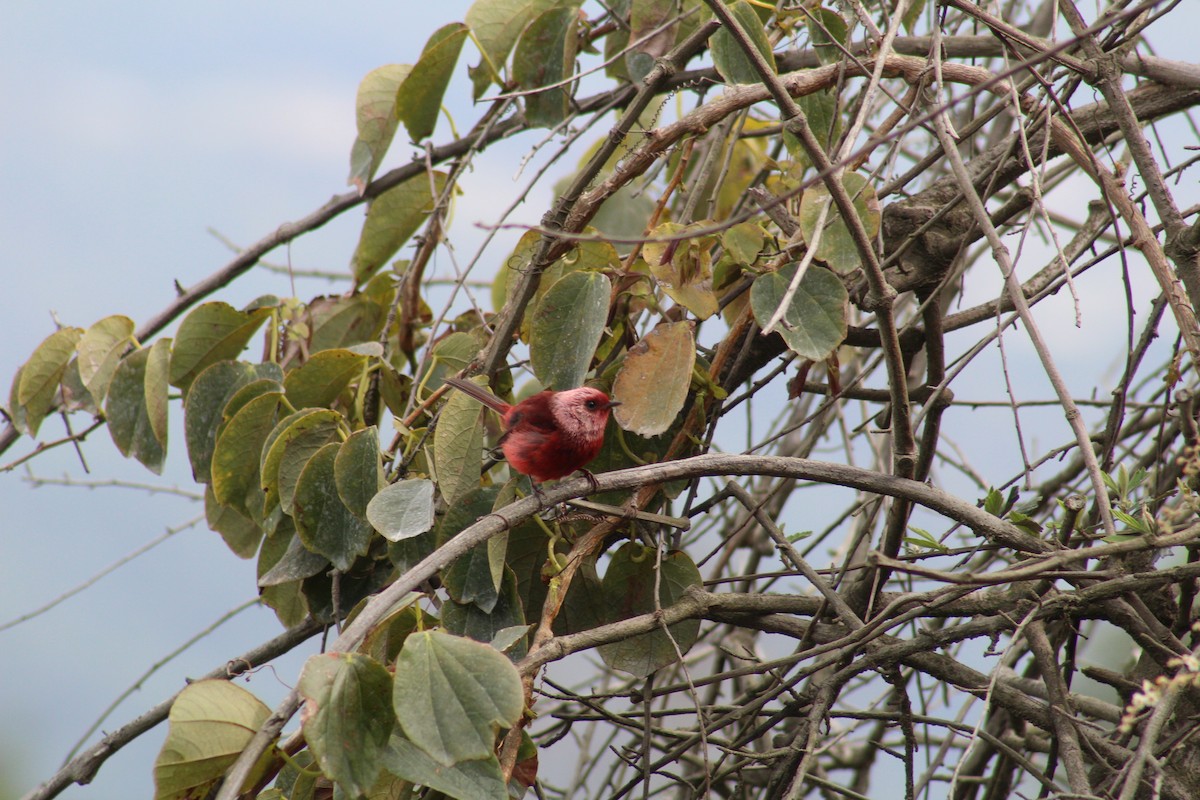 Pink-headed Warbler - ML636919715