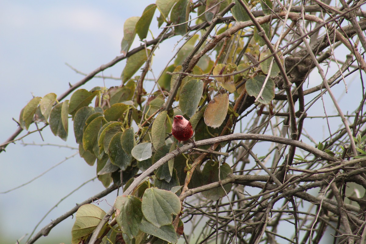 Pink-headed Warbler - ML636919716