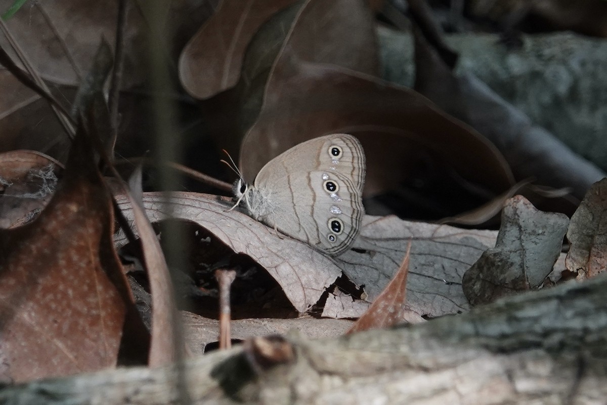 Little Wood Satyr - ML636919751