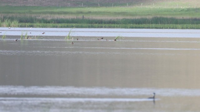 Western Grebe - ML636919756