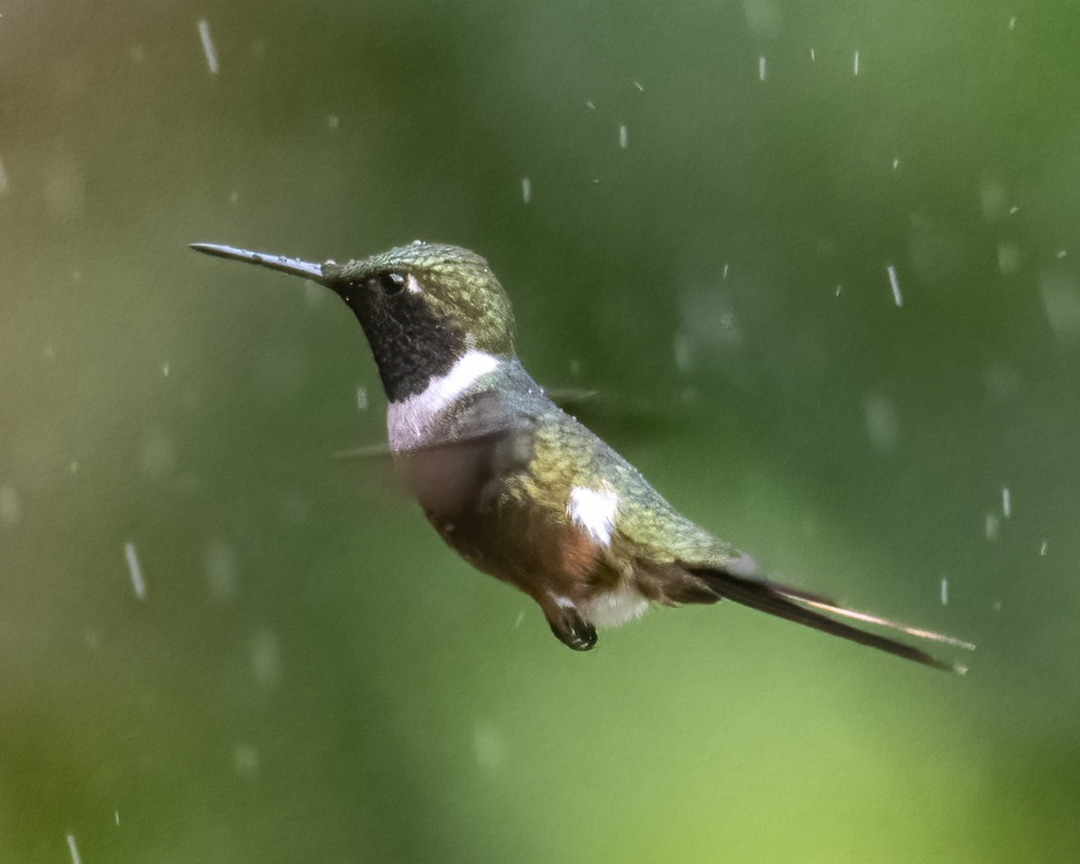 Colibri magenta - ML636919821