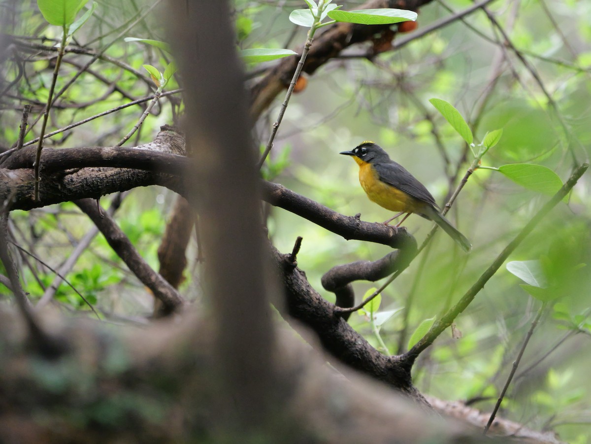 Fan-tailed Warbler - ML636919888
