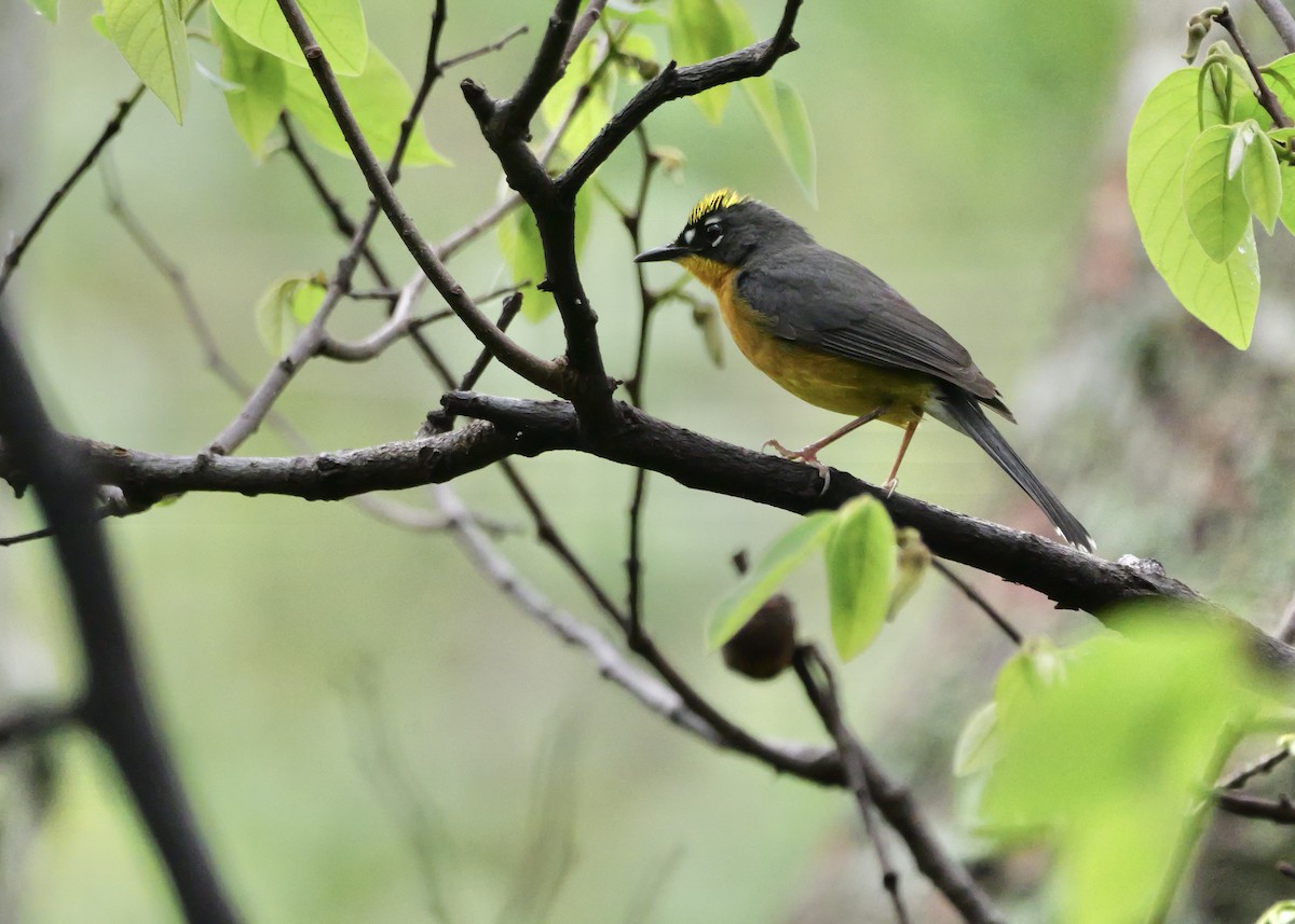 Fan-tailed Warbler - ML636919894
