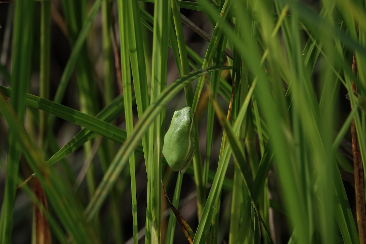 Green Treefrog - ML636919902