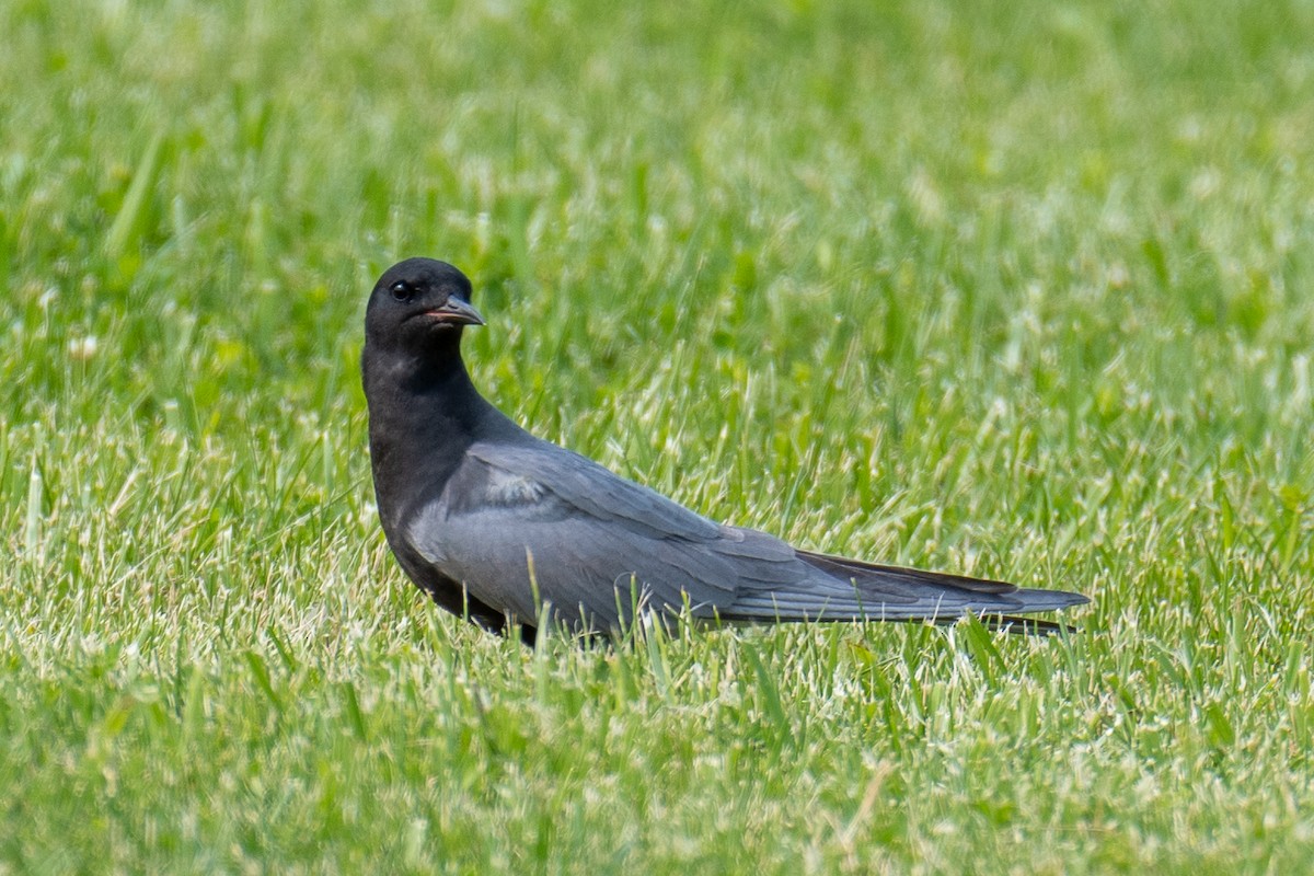 Black Tern - Phillip Rogers