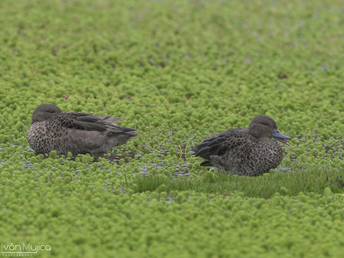 Andean Teal - ML636919926