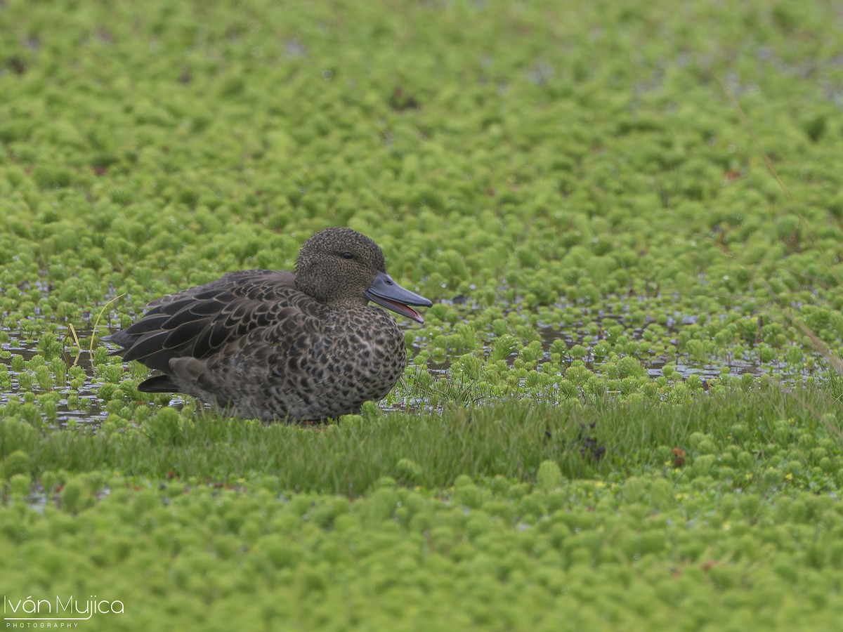 Andean Teal - ML636919939