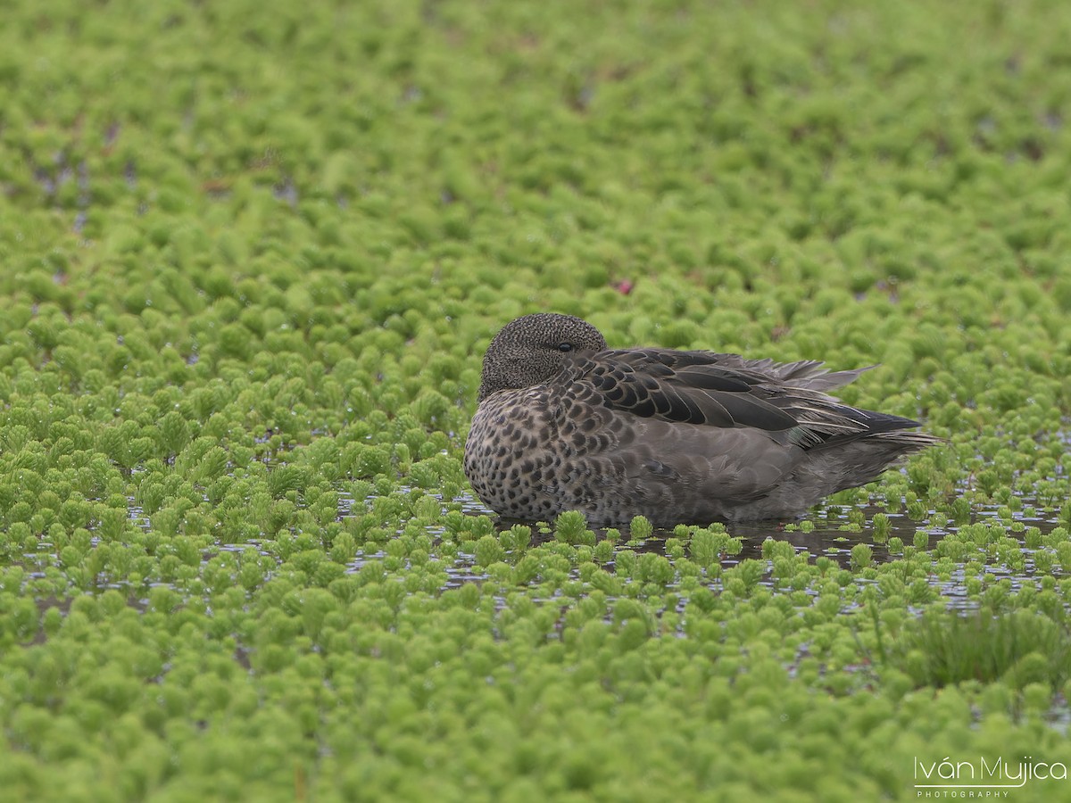 Andean Teal - ML636919950
