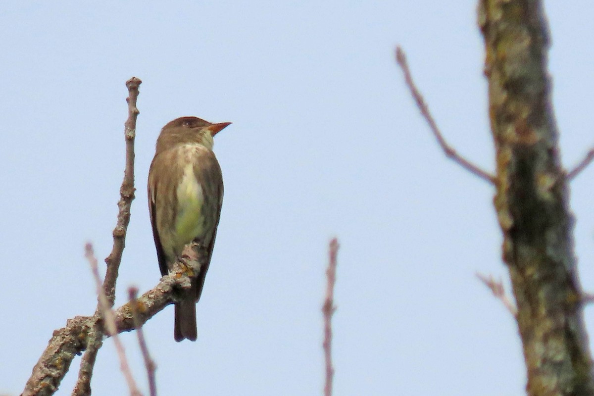 Olive-sided Flycatcher - ML636919977