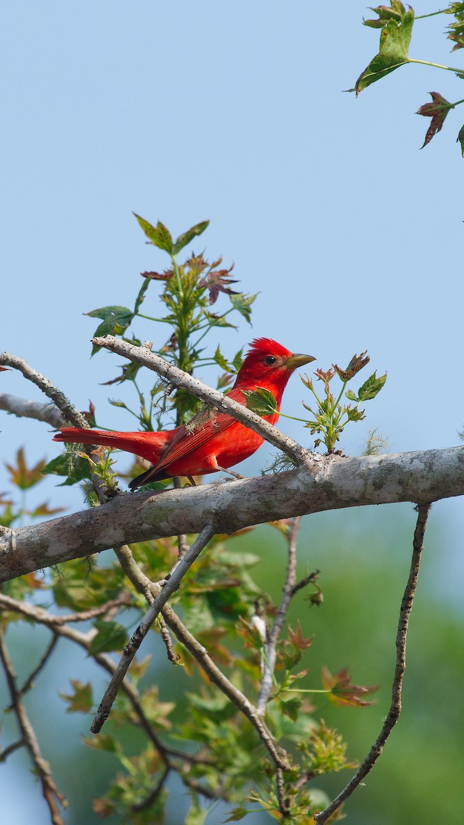 Summer Tanager - ML636919981