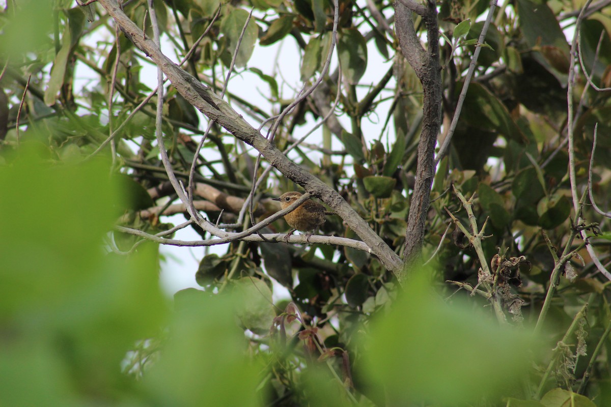 Rufous-browed Wren - ML636919990