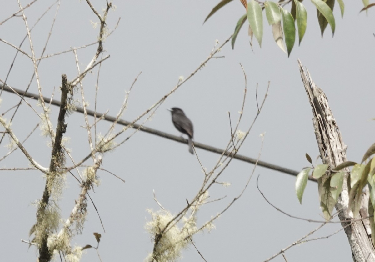 White-winged Black-Tyrant - ML636919991