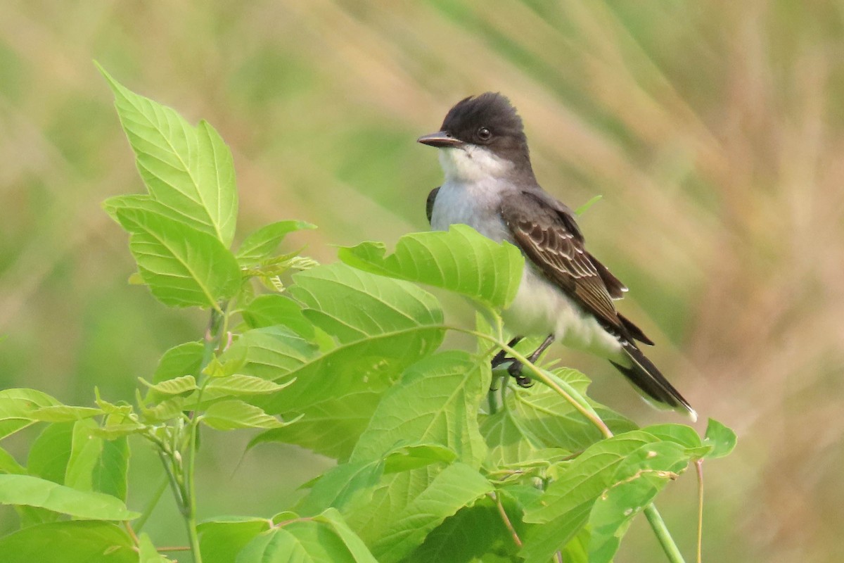 Eastern Kingbird - ML636919995