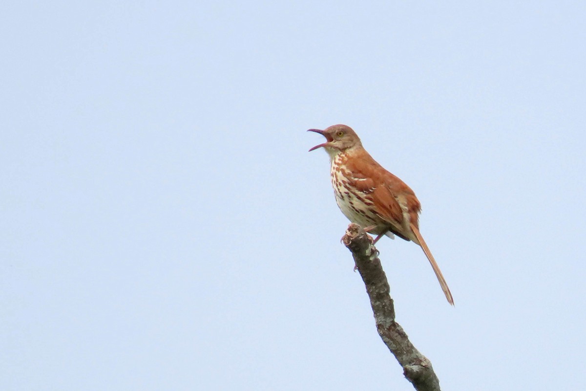 Brown Thrasher - ML636920019