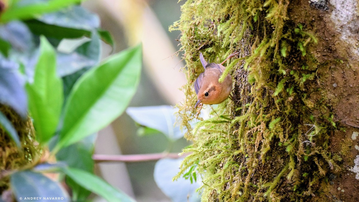 Ochraceous Wren - ML636920026