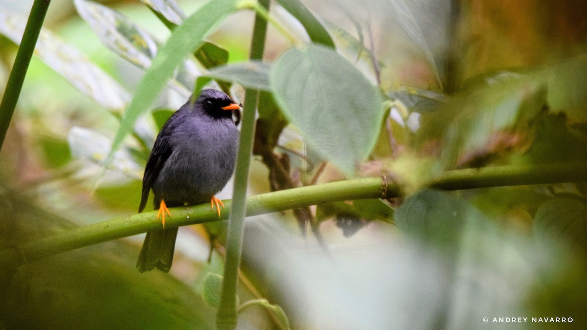Black-faced Solitaire - ML636920034