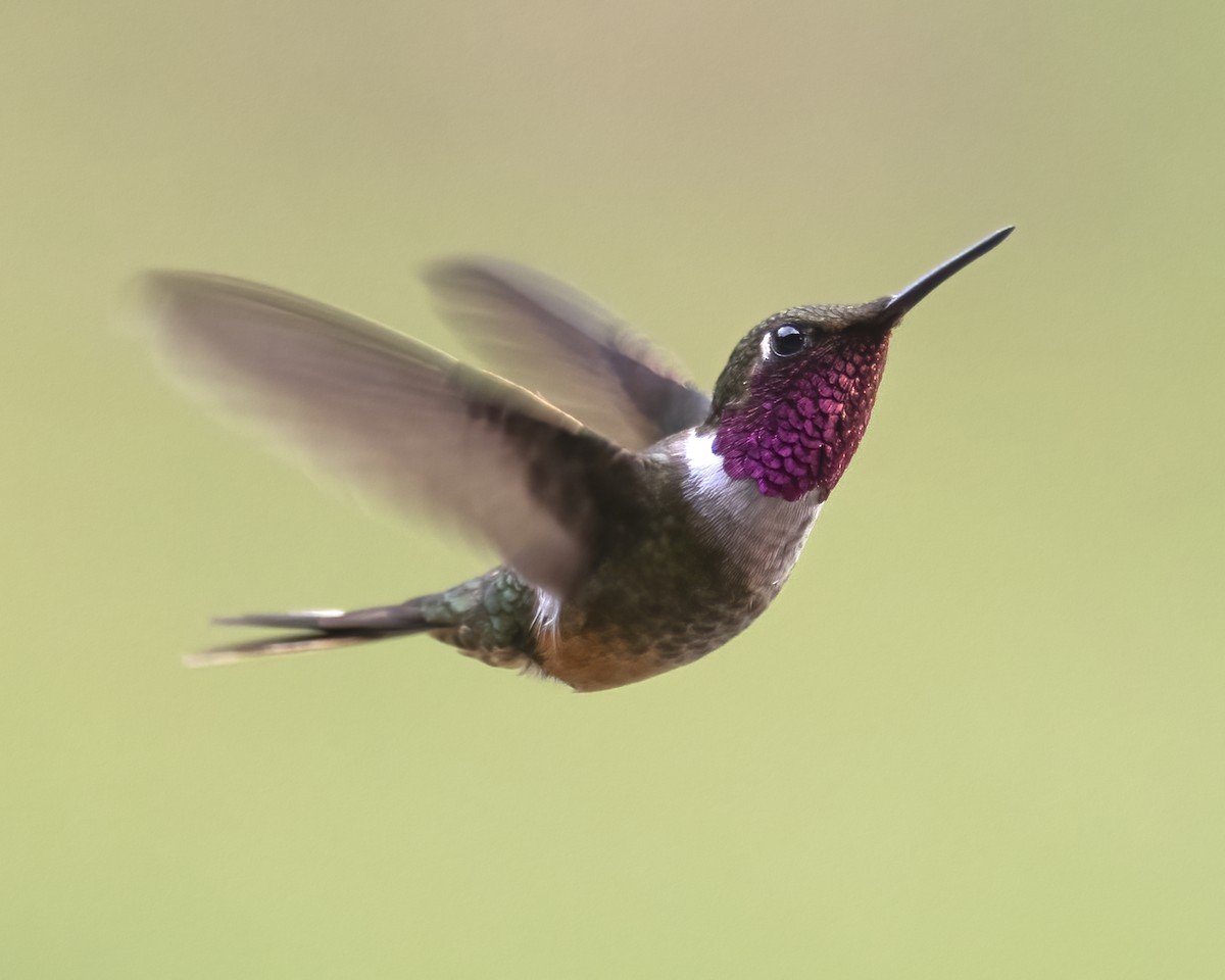 Colibri magenta - ML636920038
