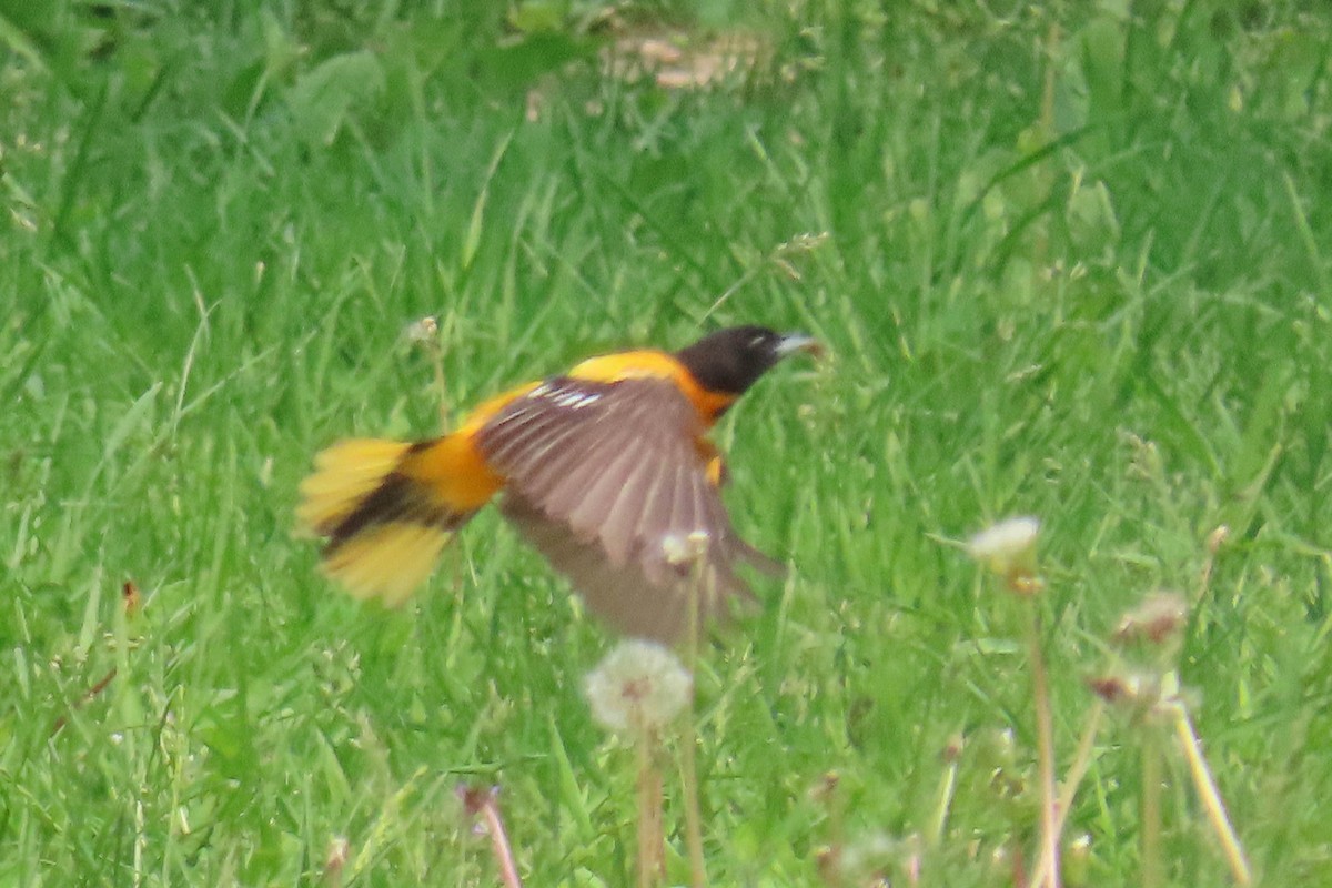 Baltimore Oriole - ML636920049