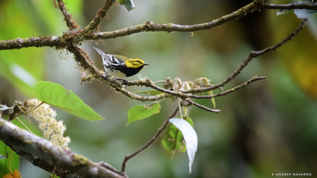 Black-throated Green Warbler - ML636920053