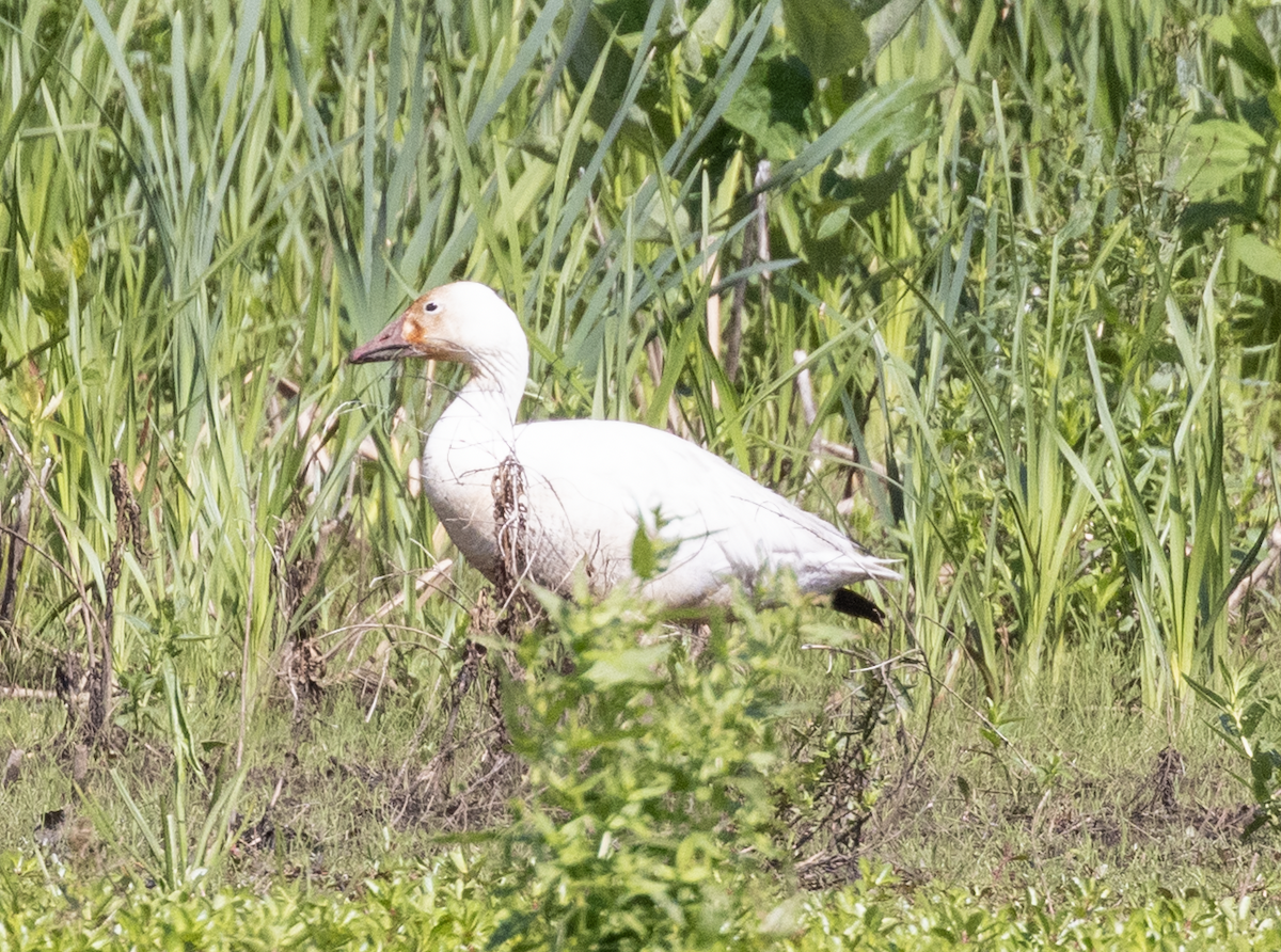 Snow Goose - ML636920062