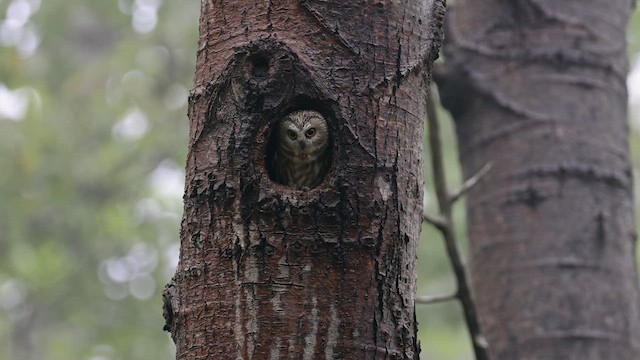Northern Saw-whet Owl - ML636920071