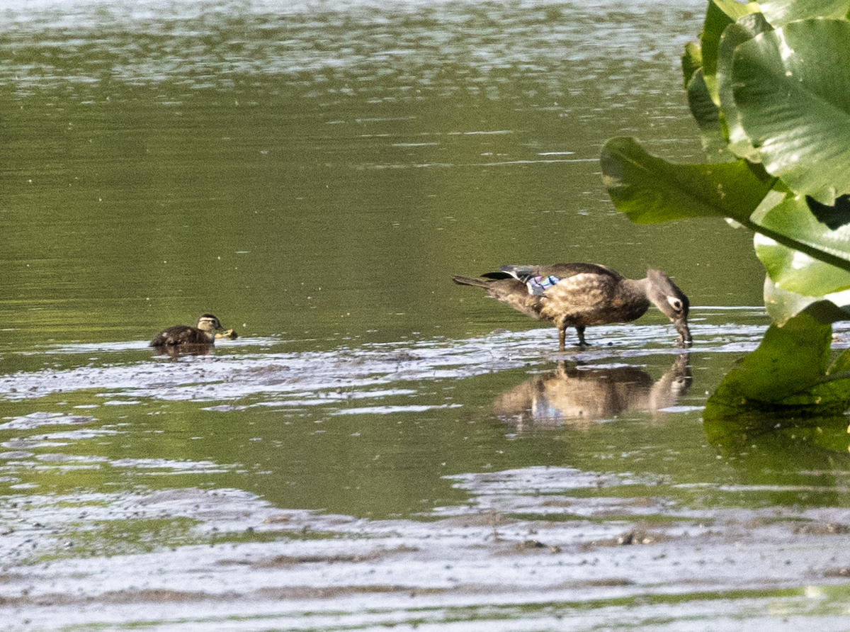Wood Duck - ML636920090