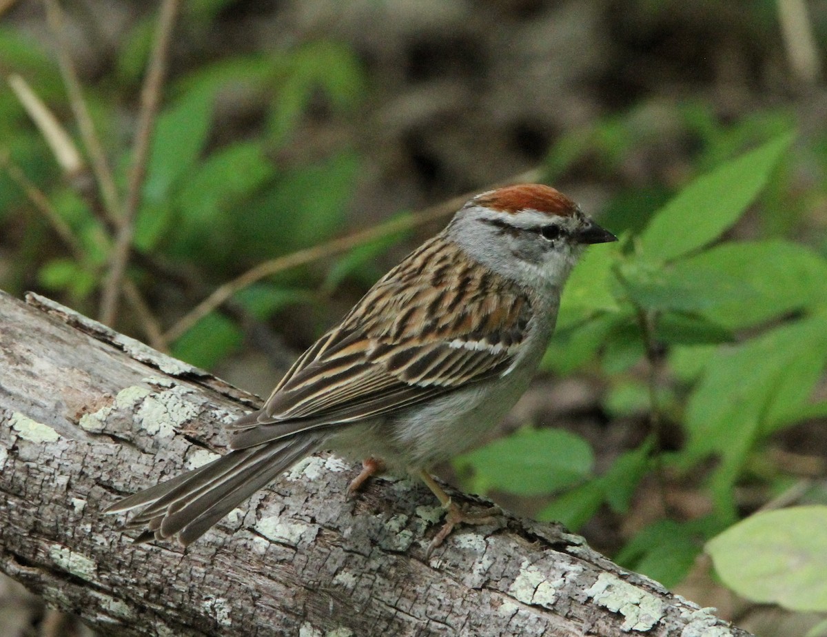 Chipping Sparrow - ML636920115