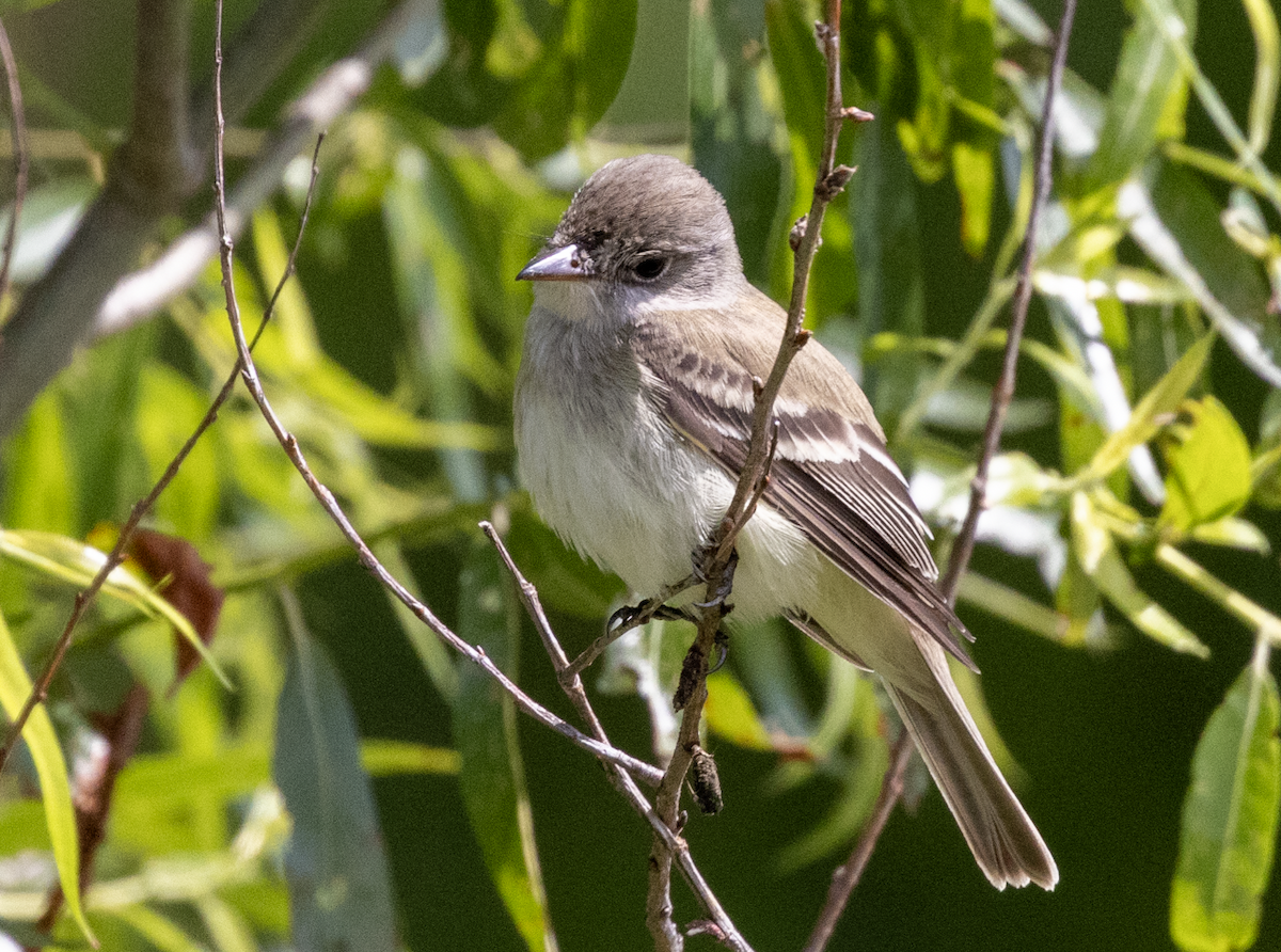 Willow Flycatcher - ML636920118