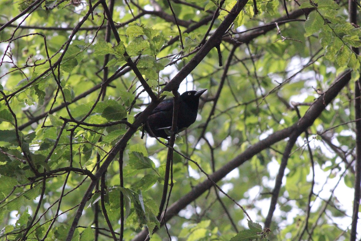 Common Grackle - ML636920127
