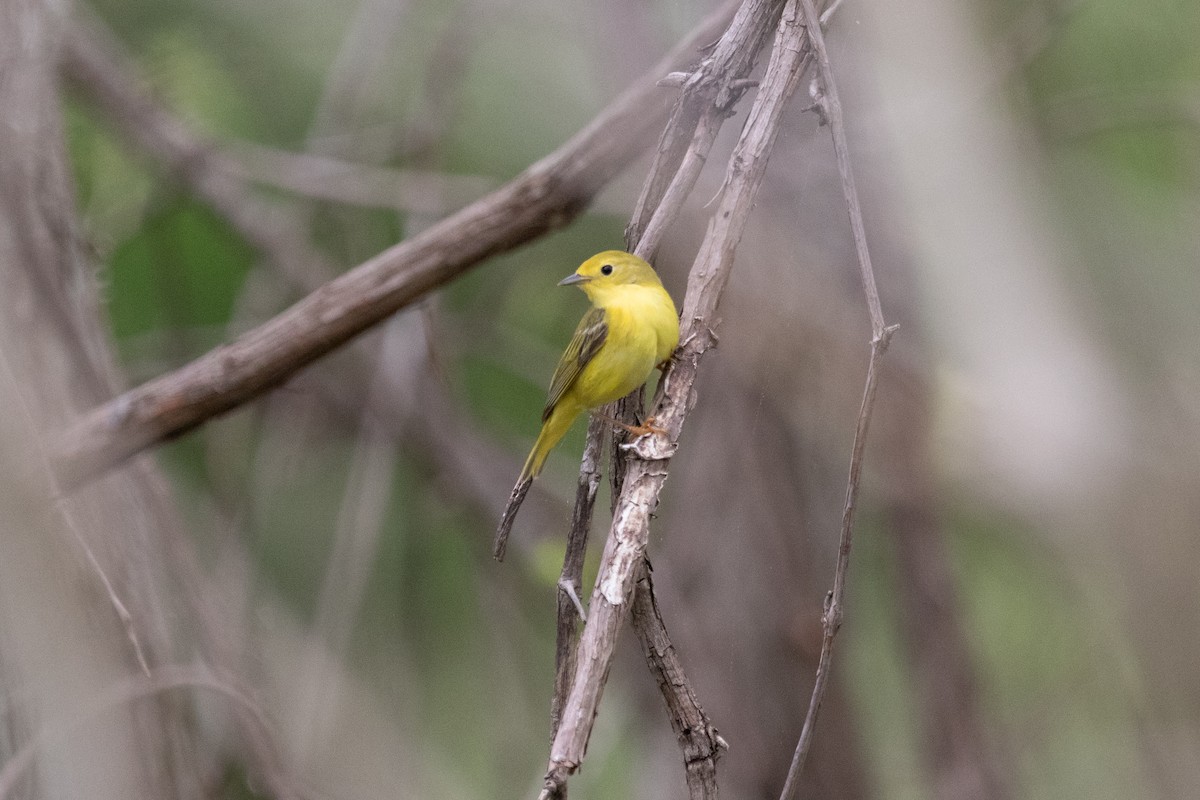 Yellow Warbler - ML636920141