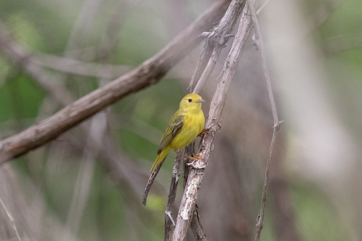 Yellow Warbler - ML636920142