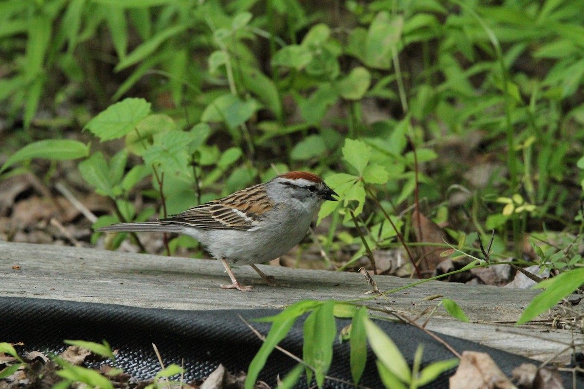 Chipping Sparrow - ML636920151