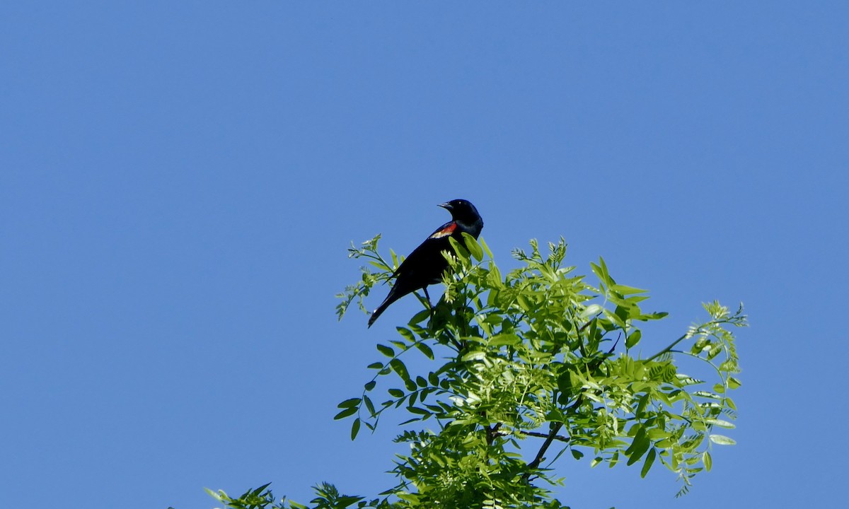 Red-winged Blackbird - ML636920197