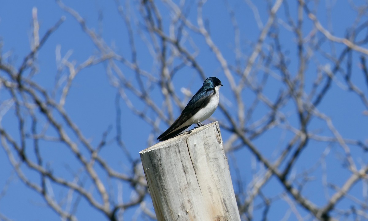 Tree Swallow - ML636920204