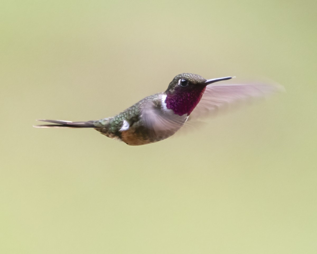 Colibri magenta - ML636920225