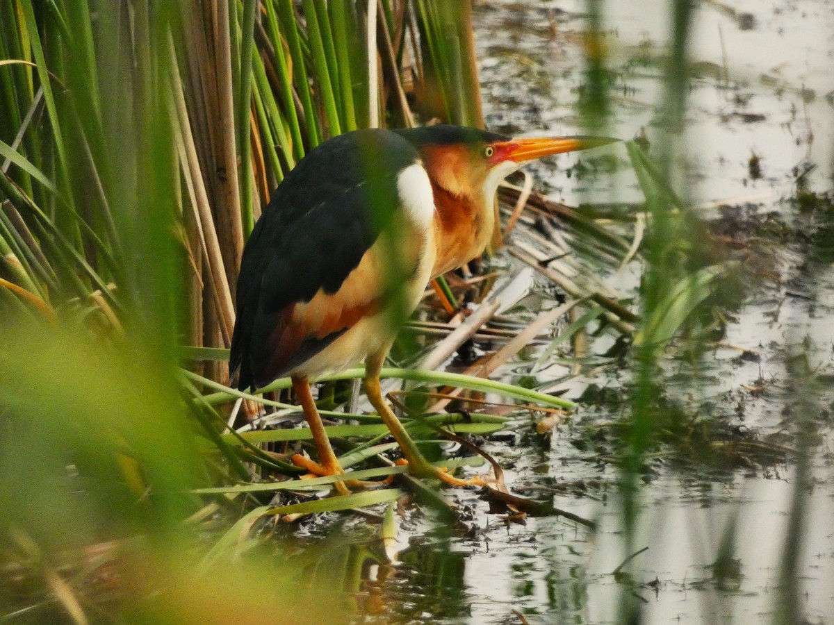 Least Bittern - ML636920242