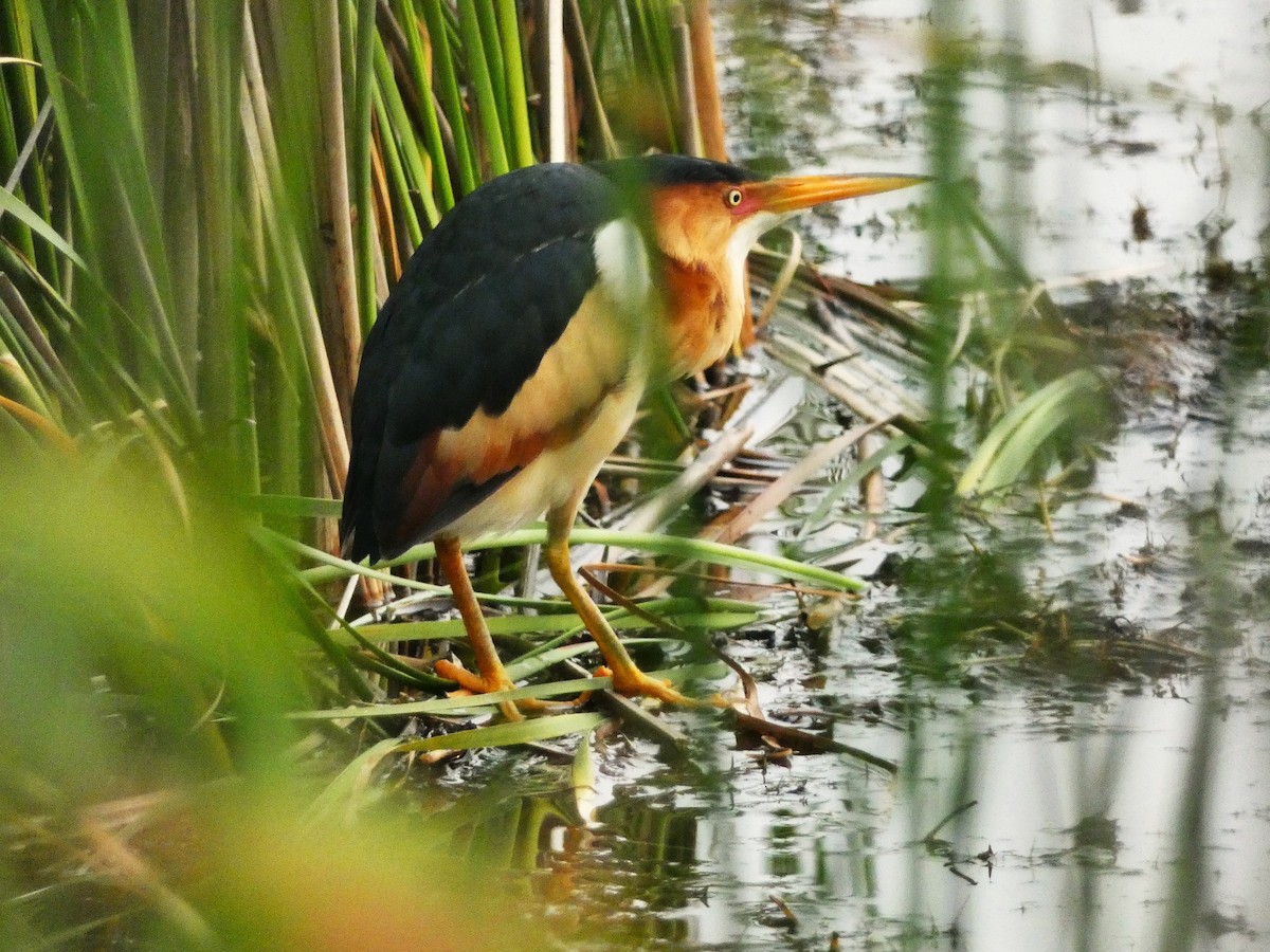 Least Bittern - ML636920243