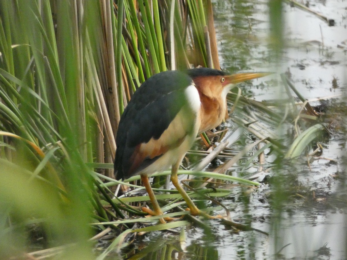 Least Bittern - ML636920244