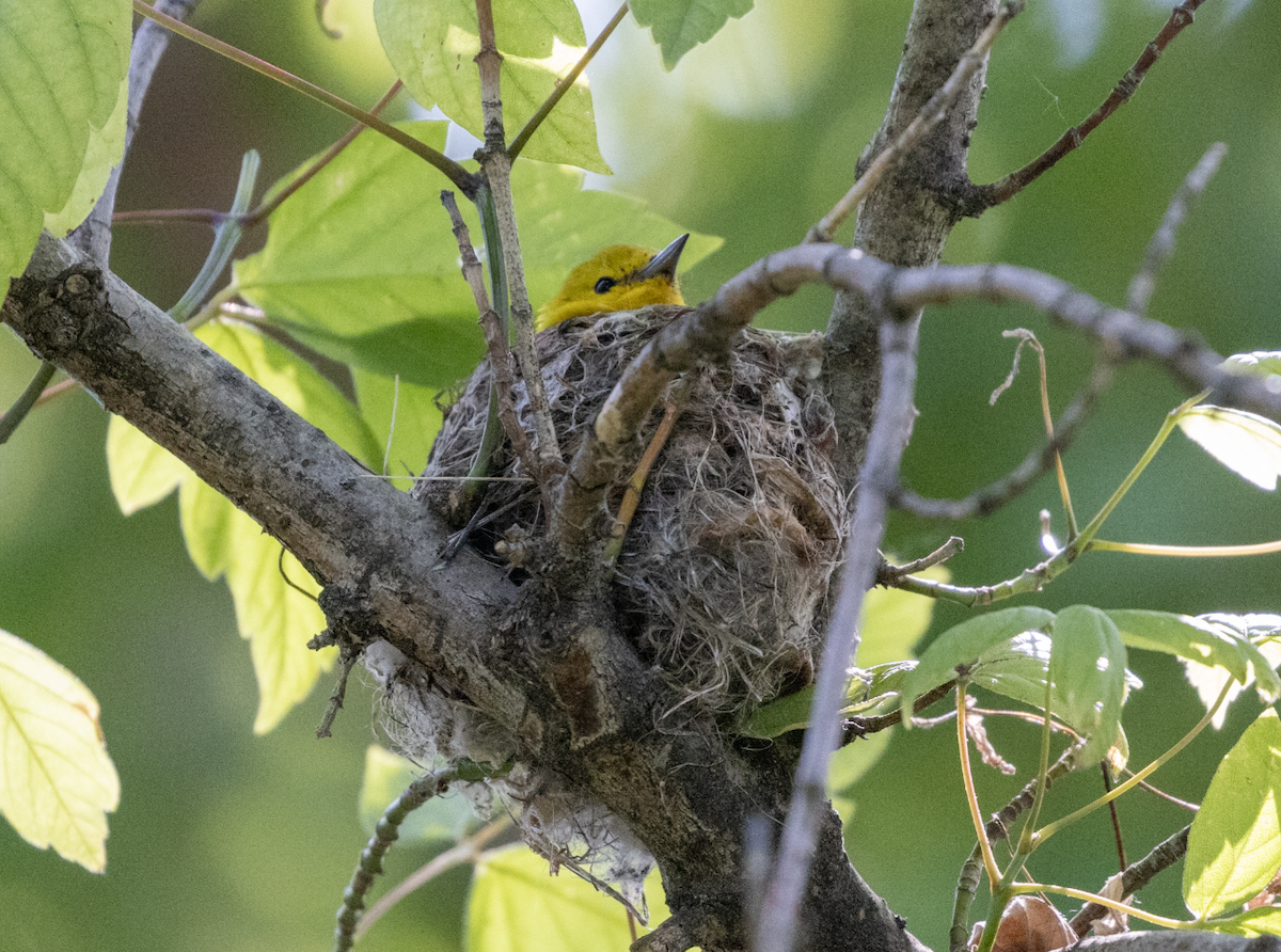 Northern Yellow Warbler - ML636920287