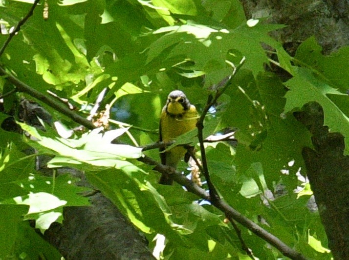 Canada Warbler - ML636920497