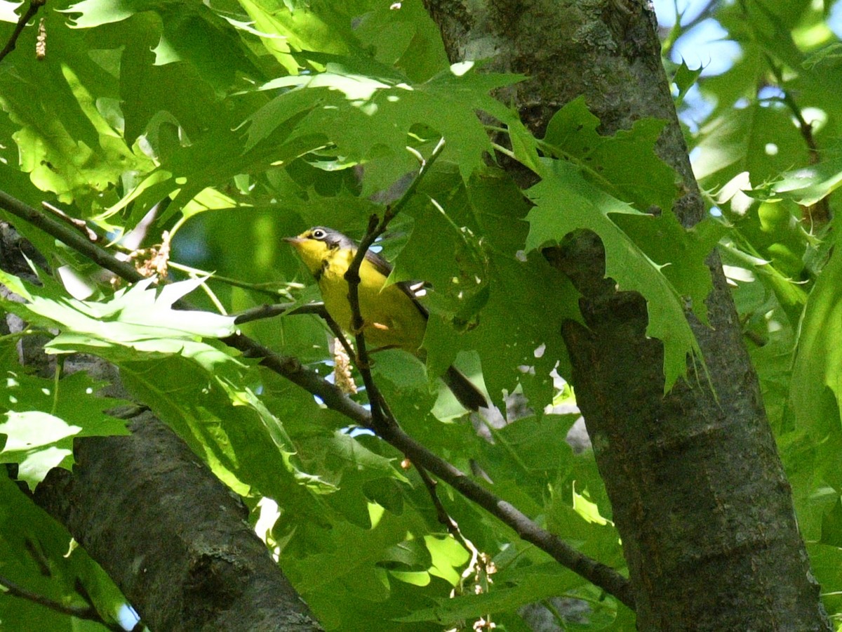 Canada Warbler - ML636920498