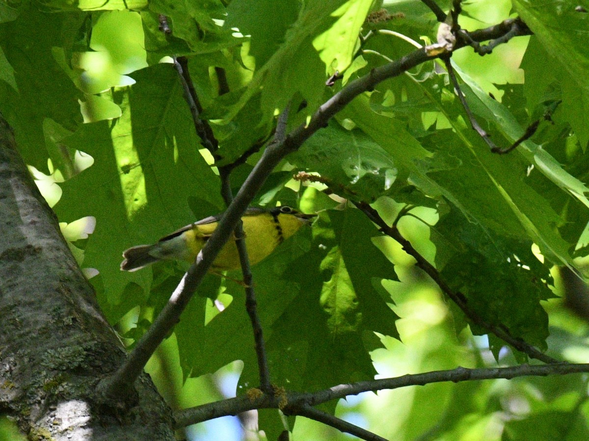 Canada Warbler - ML636920499