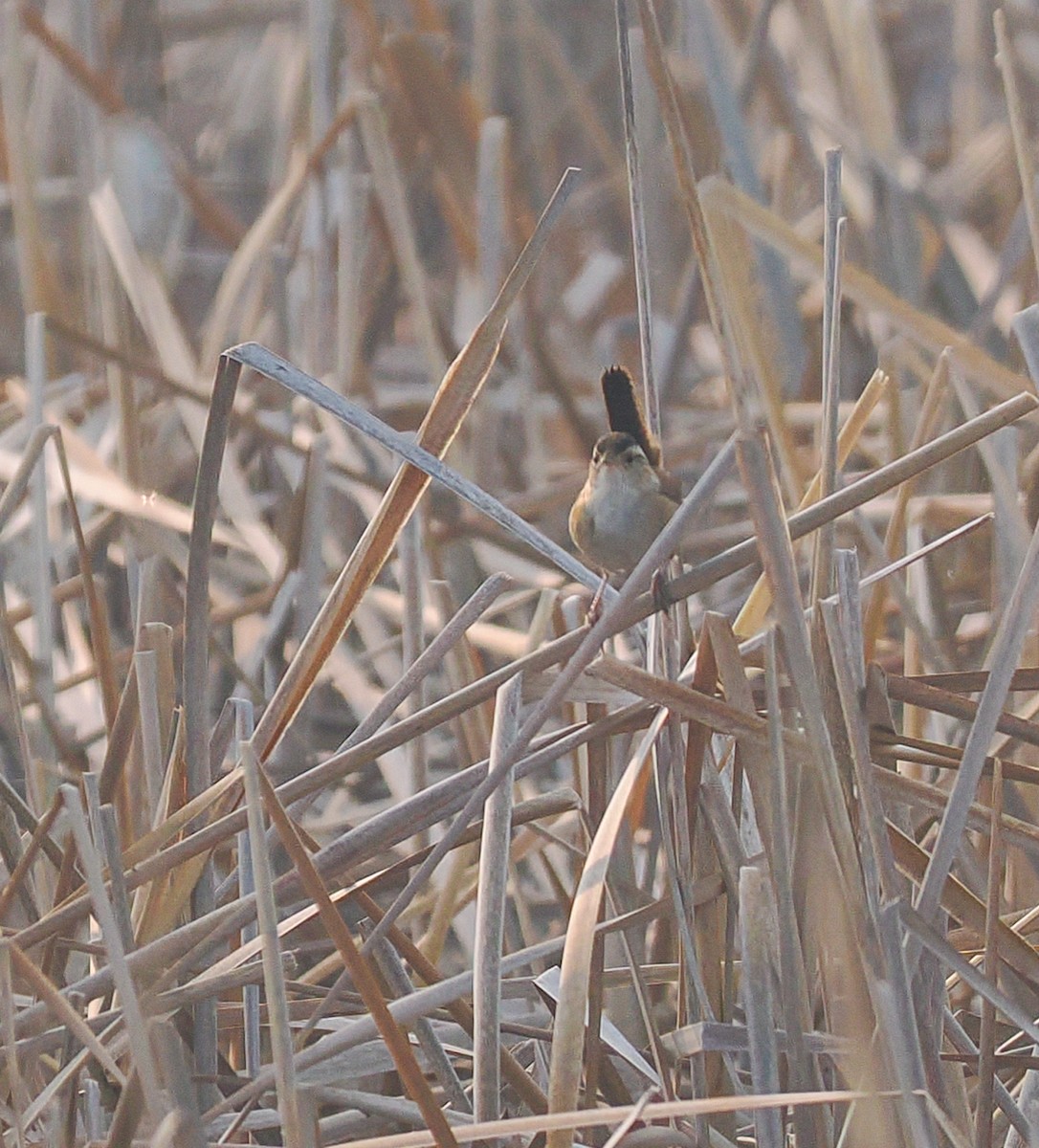 Marsh Wren - ML636920518